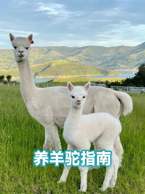 怎么养一只羊驼图标