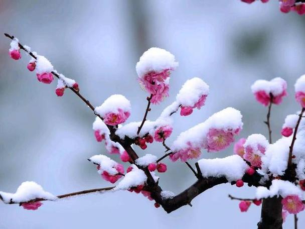 梦维梅花