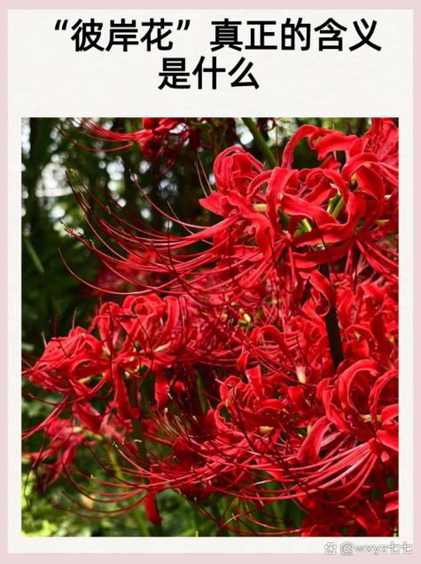 彼岸花在男女之间的含义