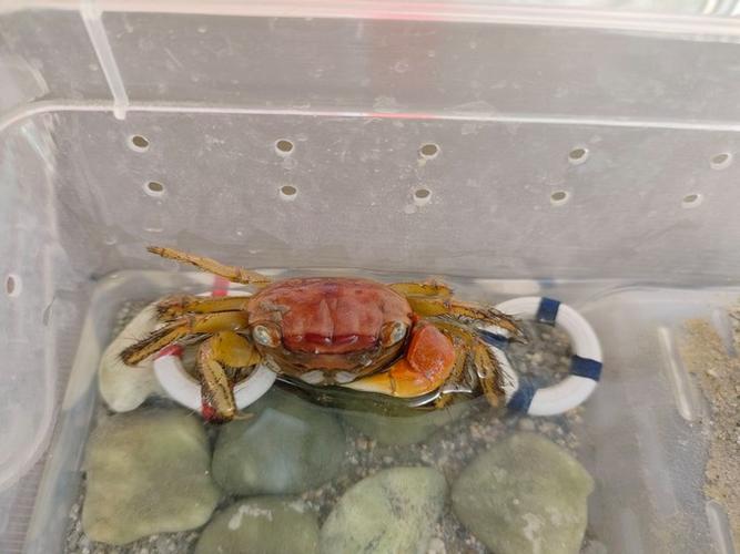 螃蟹喜欢水深还是水浅游戏截图