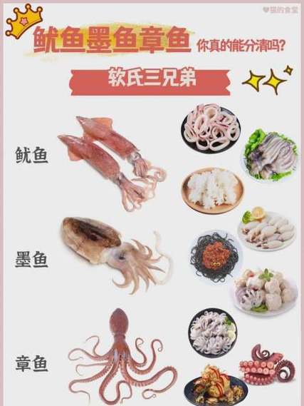章鱼和鱿鱼的区别图片