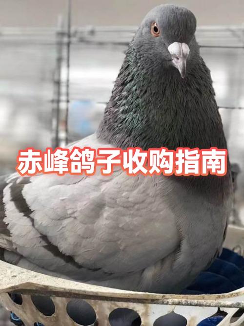 哪里有收鸽子的联系电话